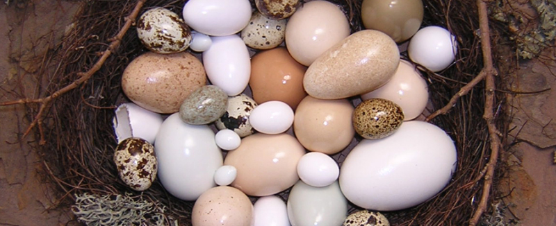 Eier-Collage als Nest mit vielen unterschiedlichen Eiern.